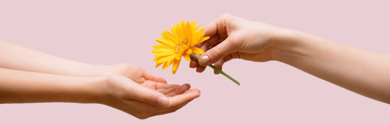 Una mano ofrece una gerbera amarilla y otra la recibe